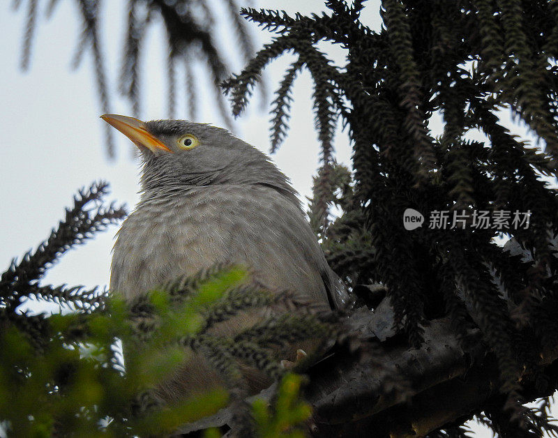 丛林胡言乱语(Argya striata)坐在树枝上的特写镜头。丛林胡话鸟(Argya striata)是在印度次大陆发现的Leiothrichidae家族的成员